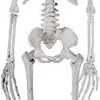 Posable Skeleton Halloween Decoration 36in