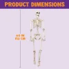 Posable Skeleton Halloween Decoration 5ft