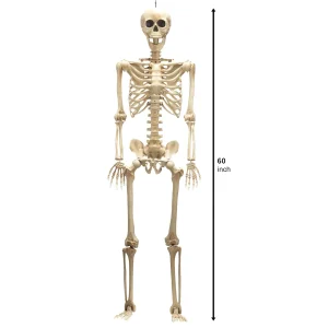 Life Size Halloween Skeleton with Movable Joints 5ft
