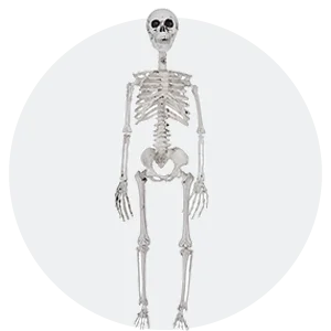 halloween skulls skeletons