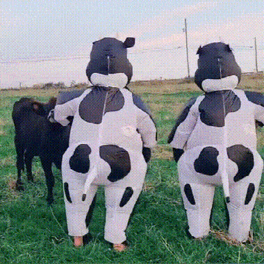 Adult inflatable cow costume