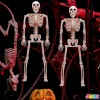 5pcs Halloween Hanging Skeleton 16in