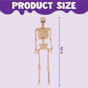 Halloween Full Body Posable Skeleton 63in