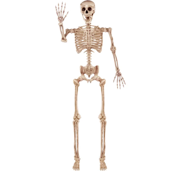 5.6ft Halloween Posable Life Size Skeleton Full Body Realistic Bones with Movable Joints (1)