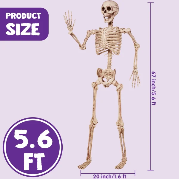 5.6ft Halloween Posable Life Size Skeleton